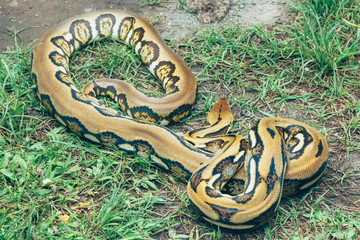 Ball phyton snakes in the garden tropical from Indonesia nature