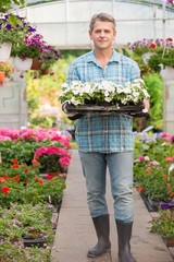Full-length portrait of gardener carrying crate with flower pots in greenhouse