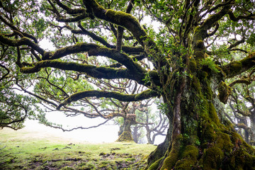 Mystical ancient laurel tree covered with perennial moss. Laurisilva forest. Madeira Island Portugal.