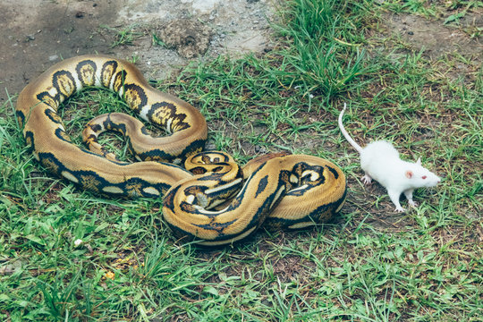 Man feeds the Ball python (python regius) with the white mouse in the green grass park.