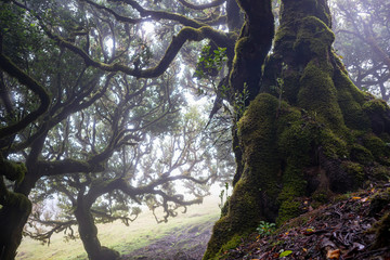 Mystical ancient laurel tree covered with perennial moss. Laurisilva forest. Madeira Island Portugal.