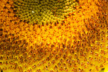 Close- up of sunflower selective focus