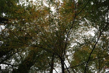 Baum, Herbst, Blätter