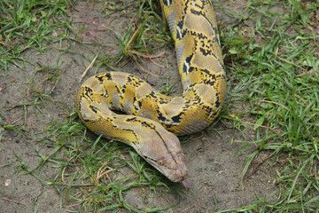 Ball phyton snakes in the garden tropical from Indonesia nature