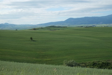 Fields in Italy