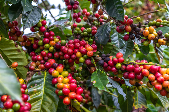 Coffee Beans on Trees