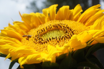 yellow flower closeup of a sunflower