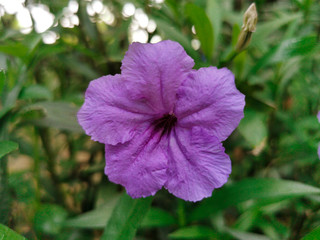 Obraz premium Closeup beautiful purple of Ruellia tuberosa flowers. Freshness pretty fflower in garden
