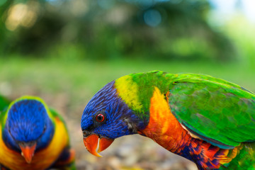 Close up view of two colourful lorikeet birds on the ground perpendicular to each other 