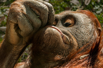 Orangután en el Zoo de Madrid, España