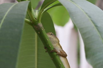 Close up chameleon on branch