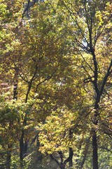 Italy, Piedmont, woods in fall