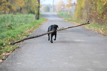 Labrador trägt einen sehr großen Stock