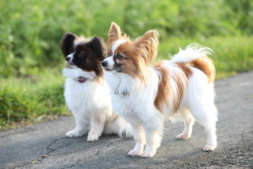 2 Papillons beim Spazieren gehen