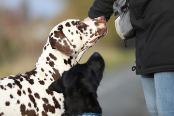 Labrador und Dalmatiner bekommen ein Leckerlie auf dem Spaziergang