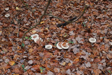 Pilze, Herbstlaub, Wald