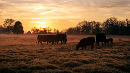 Beef cattle in a pasture with a golden sunrise or sunset
