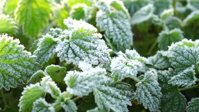 plant under hoar frost in the morning light - blurring effects - nettle in winter