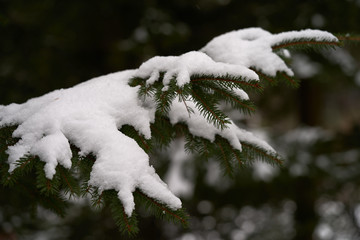 Close-up of spruce branch of Picea abies. Known as Norway spruce or European spruce. Snow covered...