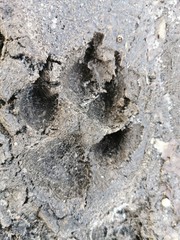 A dog´s paw prints in the mud