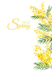 Mimosa yellow spring  flower vertical border and frame. Watercolor hand drawn illustration isolated on white background