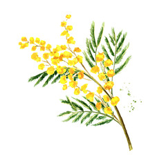 Mimosa yellow spring  flowers branch, Watercolor hand drawn illustration isolated on white background