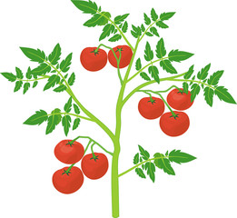 Tomato plant with green leaf and ripe red tomatoes isolated on white background