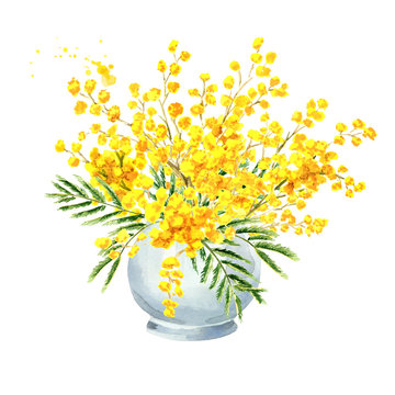 Vase with Mimosa yellow spring  flowers. Watercolor hand drawn illustration isolated on white background