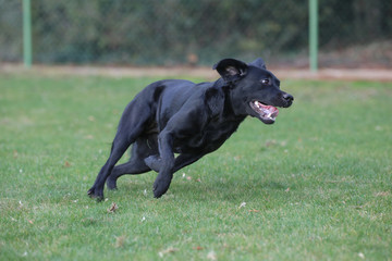 Junger Labrador rennt &uuml;ber eine Wiese