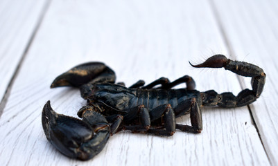 A large black scorpion on a white wooden table