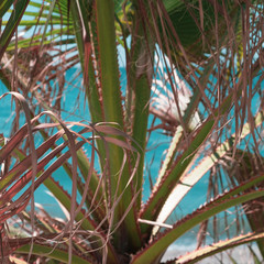 palm leaves on blue sea and sky background