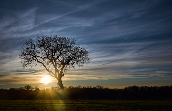 Silhouette of a single tree at sunset