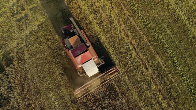The red harvester works in the field, leaving behind dust and straw. He turns the reel, cutting off the ears. Aerial drone shot