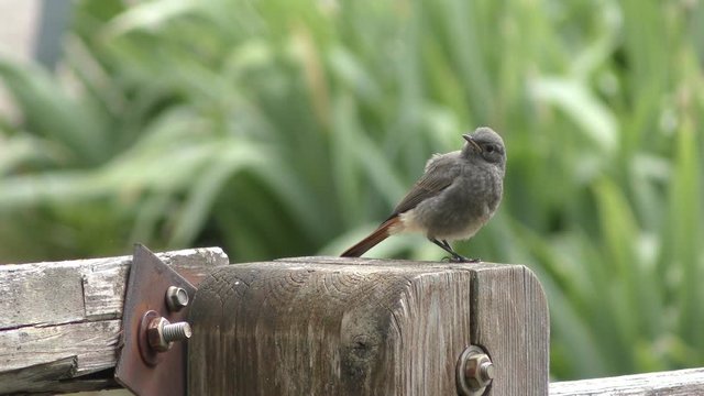 Campigna - parco delle foreste casentinesi