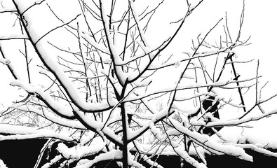 white snow on tree branches in black and white