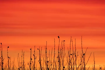 Abwaschbare Fototapete Rot Winter-Sonnenaufgang