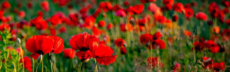 Naklejka premium Mohnblumenwiese im Frühling