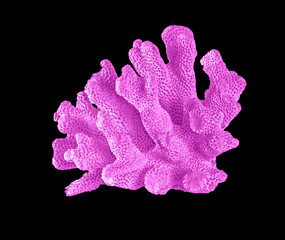 Coral isolated on black background © Dmitry