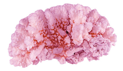 Coral isolated on white background © Dmitry