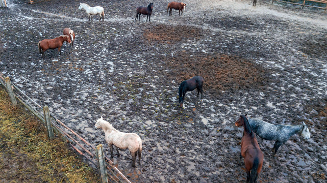 The herd of horses walks in corral after the rain. Aerial view. Animal and countryside concept.