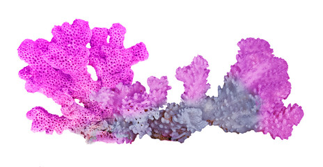 Coral isolated on white background © Dmitry