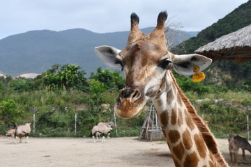 portrait of giraffe animal mammal zoo