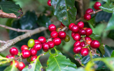 coffee beans before harvest, Alajuela region, Costa Rica