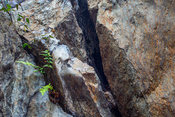 Roccia spaccata con felce verde