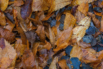Sfondo di foglie secche