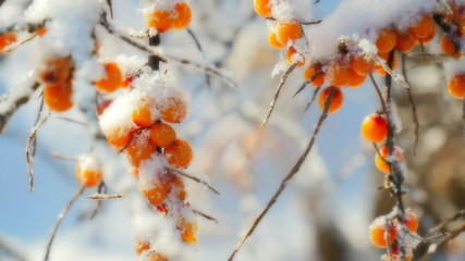 Sea buckthorn in the winter.  The fruits of sea-buckthorn on a branch closeup.