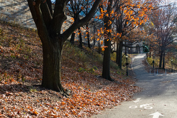 Empty Path at Riverside Park on the Upper West Side of New York City during Autumn