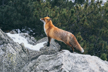 Wild red fox standing on the rock in High Tatra mountains, Slovakia