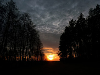 Unusual sunset in the forest surrounded by trees