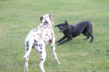 Labrador und Dalmatiner spielen zusammen auf einer Wiese